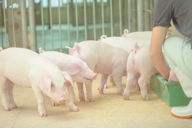 豚の飼育頭数が全国１位の都道府県は？